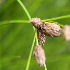 Bolboschoenus (genus) (A Rush/Sedge) at Campbell, ACT - 6 Jan 2025 by Hejor1