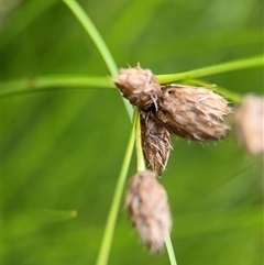 Bolboschoenus sp. (A Rush/Sedge) at Campbell, ACT - 6 Jan 2025 by Hejor1