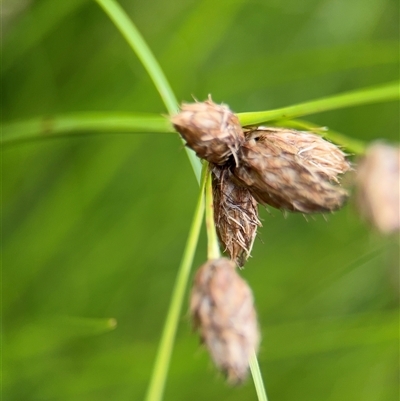 Bolboschoenus (genus) (A Rush/Sedge) at Campbell, ACT - 6 Jan 2025 by Hejor1