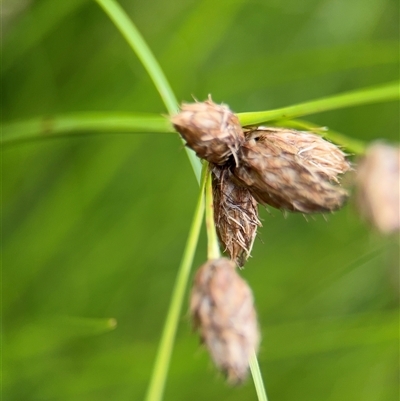 Bolboschoenus sp. (A Rush/Sedge) at Campbell, ACT - 6 Jan 2025 by Hejor1