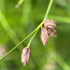 Bolboschoenus sp. at Campbell, ACT - 6 Jan 2025