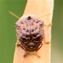 Cadmus (Lachnabothra) subgenus (A case-bearing leaf beetle) at Campbell, ACT - 6 Jan 2025 by Hejor1