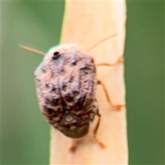 Cadmus (Lachnabothra) subgenus at Campbell, ACT - 6 Jan 2025 04:36 PM