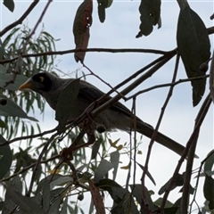 Manorina melanocephala (Noisy Miner) at Campbell, ACT - 6 Jan 2025 by Hejor1