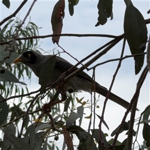 Manorina melanocephala at Campbell, ACT - 6 Jan 2025