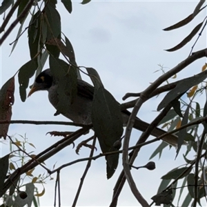 Manorina melanocephala at Campbell, ACT - 6 Jan 2025