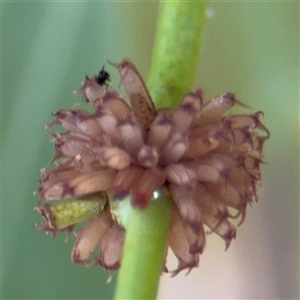 Paropsis atomaria at Campbell, ACT - 6 Jan 2025