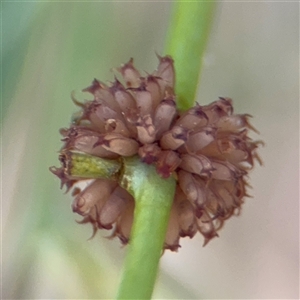 Paropsis atomaria at Campbell, ACT - 6 Jan 2025