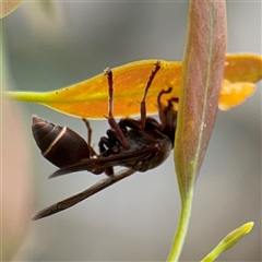 Polistes (Polistella) humilis at Campbell, ACT - 6 Jan 2025 by Hejor1