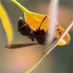 Ropalidia plebeiana at Campbell, ACT - 6 Jan 2025