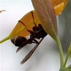 Ropalidia plebeiana at Campbell, ACT - 6 Jan 2025