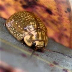 Paropsisterna cloelia (Eucalyptus variegated beetle) at Campbell, ACT - 6 Jan 2025 by Hejor1