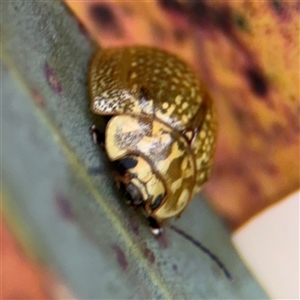 Paropsisterna cloelia at Campbell, ACT - 6 Jan 2025 04:26 PM