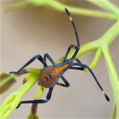 Amorbus sp. (genus) (Eucalyptus Tip bug) at Campbell, ACT - 6 Jan 2025 by Hejor1