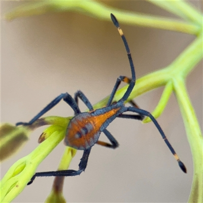 Amorbus sp. (genus) (Eucalyptus Tip bug) at Campbell, ACT - 6 Jan 2025 by Hejor1