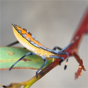 Amorbus sp. (genus) at Campbell, ACT - 6 Jan 2025