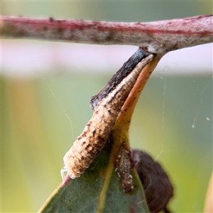 Machaerotinae sp. (family) at Campbell, ACT - 6 Jan 2025 04:25 PM