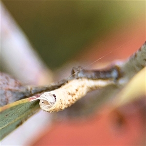 Machaerotinae sp. (family) at Campbell, ACT - 6 Jan 2025 04:25 PM