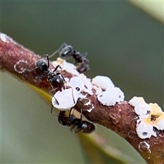 Eriococcus confusus (Gumtree scale) at Campbell, ACT - 6 Jan 2025 by Hejor1