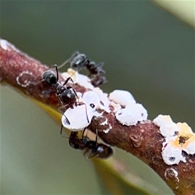 Eriococcus confusus (Gumtree scale) at Campbell, ACT - 6 Jan 2025 by Hejor1