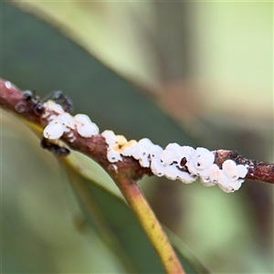 Eriococcus confusus at Campbell, ACT - 6 Jan 2025