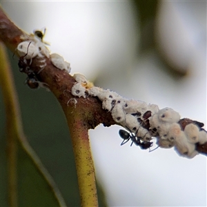 Eriococcus confusus at Campbell, ACT - 6 Jan 2025