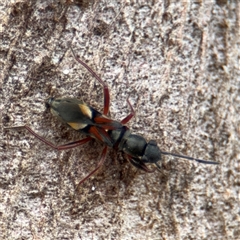 Daerlac cephalotes (Ant Mimicking Seedbug) at Campbell, ACT - 6 Jan 2025 by Hejor1