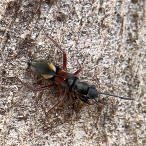 Daerlac cephalotes at Campbell, ACT - 6 Jan 2025