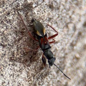 Daerlac cephalotes at Campbell, ACT - 6 Jan 2025