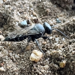 Crabronidae (family) (Sand wasp) at Russell, ACT - 6 Jan 2025 by Hejor1