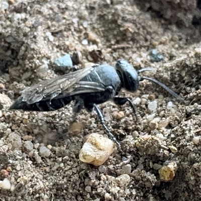 Crabronidae (family) (Sand wasp) at Russell, ACT - 6 Jan 2025 by Hejor1