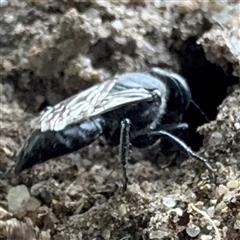 Crabronidae (family) at Russell, ACT - 6 Jan 2025