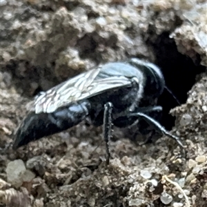 Crabronidae (family) at Russell, ACT - 6 Jan 2025 03:25 PM