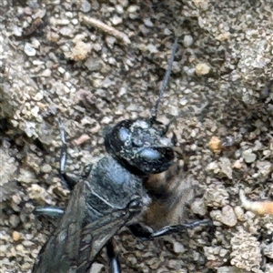 Crabronidae (family) at Russell, ACT - 6 Jan 2025 03:25 PM