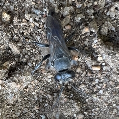 Crabronidae (family) at Russell, ACT - 6 Jan 2025 03:25 PM