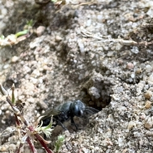 Crabronidae (family) at Russell, ACT - 6 Jan 2025