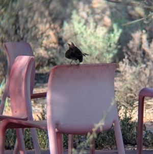 Pomatostomus temporalis rubeculus (Grey-crowned Babbler) at Desert Springs, NT by Darcy