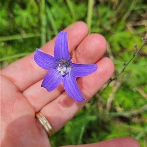 Wahlenbergia ceracea at Tharwa, ACT - 6 Jan 2025