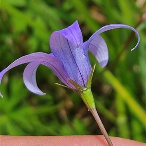 Wahlenbergia ceracea at Tharwa, ACT - 6 Jan 2025 01:03 PM