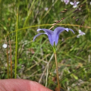 Wahlenbergia ceracea at Tennent, ACT - 6 Jan 2025