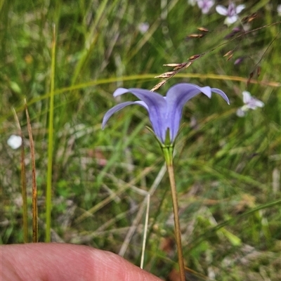 Wahlenbergia ceracea (Waxy Bluebell) at Tennent, ACT - 6 Jan 2025 by BethanyDunne