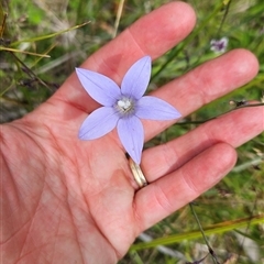 Wahlenbergia ceracea at Tennent, ACT - 6 Jan 2025