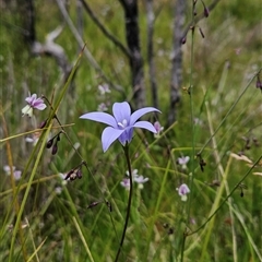 Wahlenbergia ceracea at Tennent, ACT - 6 Jan 2025 12:14 PM