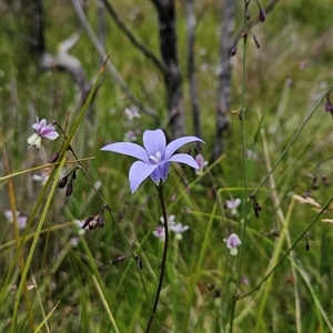 Wahlenbergia ceracea at Tennent, ACT - 6 Jan 2025