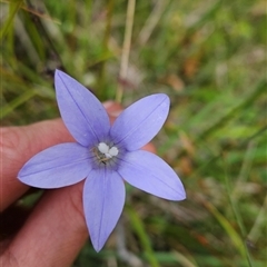 Wahlenbergia ceracea at Tennent, ACT - 6 Jan 2025