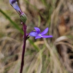 Lobelia sp. (A Lobelia) at Tennent, ACT - 6 Jan 2025 by BethanyDunne