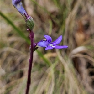 Lobelia sp. at Tennent, ACT - 6 Jan 2025