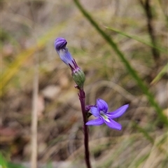 Lobelia sp. at Tennent, ACT - 6 Jan 2025