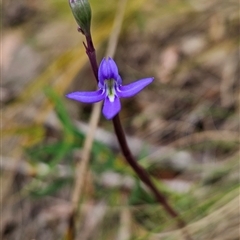 Lobelia sp. at Tennent, ACT - 6 Jan 2025