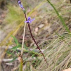 Lobelia sp. at Tennent, ACT - 6 Jan 2025